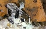 Smoky Quartz With Aquamarine & Schorl Crystals - Namibia #132155-3